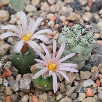 Preview: Lophophora alberto-vojtechii